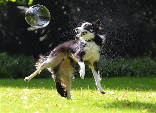 2023'te Köpekler İçin En İyi Baloncuk Makinesi – İncelemeler & En Çok Talep