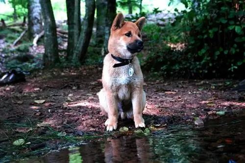 17 stille hondenrassen die niet veel blaffen (met foto's)