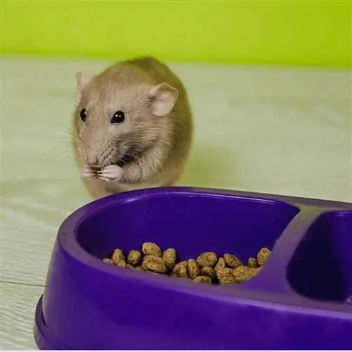 10 mejores alimentos para ratas mascotas en 2023 – Reseñas & Las mejores selecciones