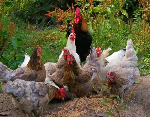 17 razas de pollos exóticos para agregar a tu rebaño (con imágenes)