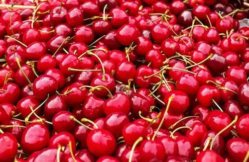 Gà ăn Cherry được không? Những gì bạn cần biết