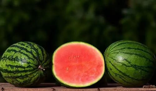 Können Hühner Wassermelone essen? Was du wissen musst