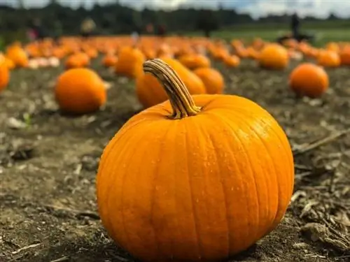 I polli possono mangiare la zucca? Cosa hai bisogno di sapere