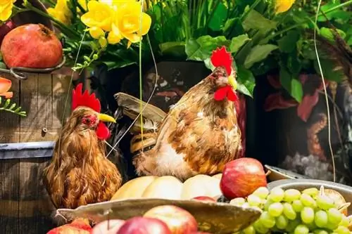 Koju hranu mogu jesti kokoši? 99 sigurnog povrća, voća i više