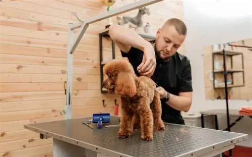Как да започнете бизнес за подстригване на кучета (Ръководство за 2023 г.)