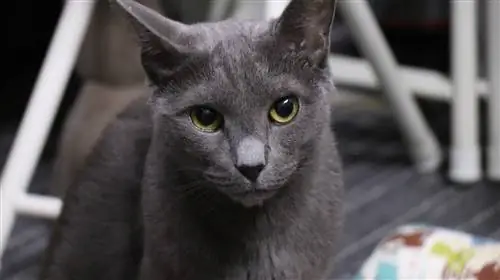 Ruska modra mačka - Informacije o pasmi, slike, temperament & Lastnosti