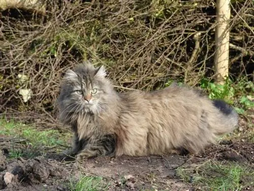 חתול יער נורבגי: מידע על גזע, תמונות, טמפרמנט & תכונות