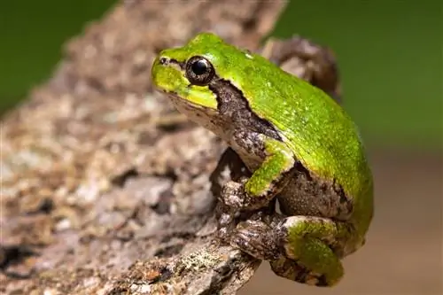 15 tipos de ranas arborícolas: una descripción general (con imágenes)