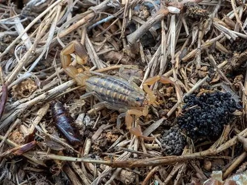 Vai Havaju salās ir skorpioni? Fakti & Bildes