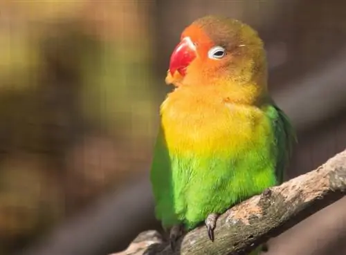 Lutino Peach-Faced Lovebird: History, & Care (with Pictures)
