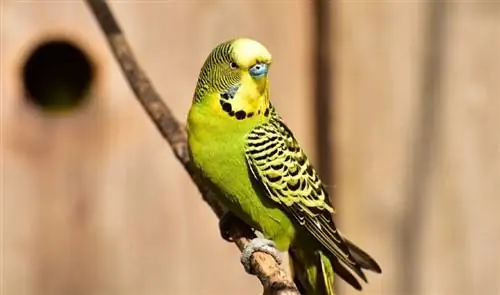 Zeleni papiga: lastnosti, hrana & Vodnik za nego (s slikami)