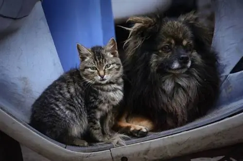 Kommer en Munchkin-katt overens med hunder? Temperament & vanlige spørsmål