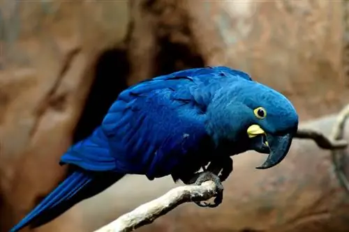 Lear’s Macaw: ข้อมูล, ข้อเท็จจริง, อาหาร & คู่มือการดูแล (พร้อมรูปภาพ)