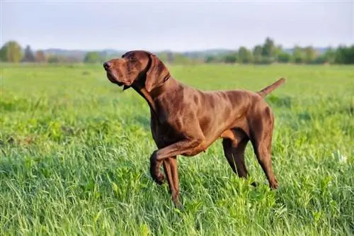 Hơn 150 tên cho chó săn: Tough & Tên hung dữ cho chó con của bạn