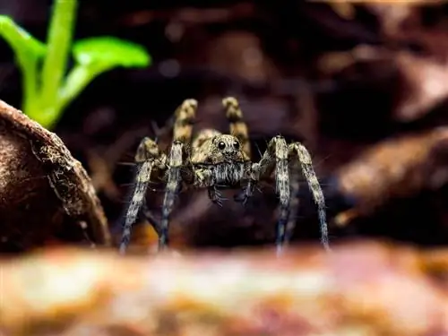 Robia vlčie pavúky dobré domáce zvieratá? Čo potrebuješ vedieť