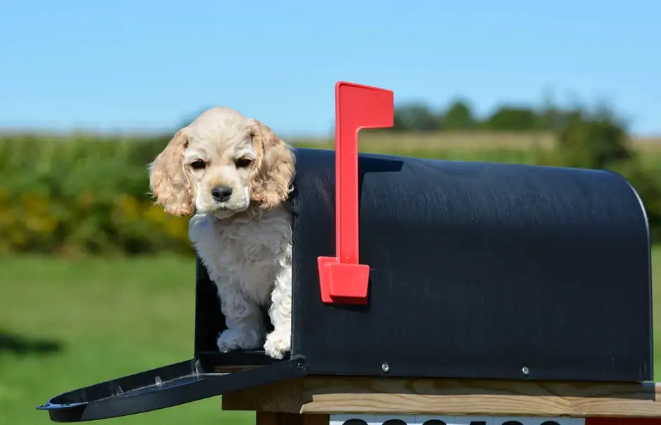 Hvorfor hater hunder postmannen? Hundemyter avslørt