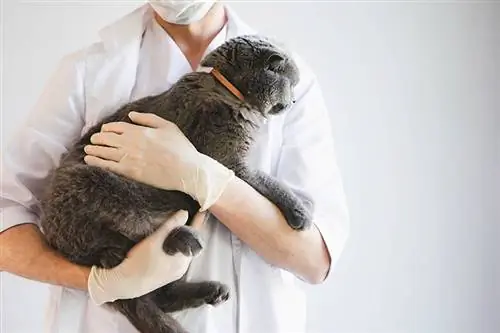 کشکک برجسته در گربه ها: علل، علائم، & درمان (پاسخ دامپزشک)