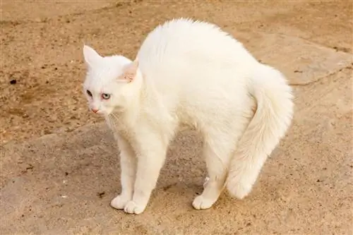Vilken ras är Smudge the Cat? Kända katter på internet