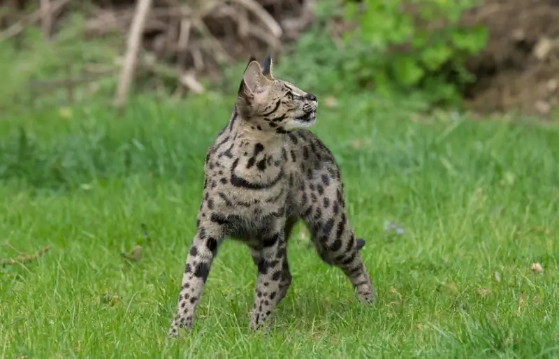 Quão alto os gatos de Savannah podem pular? A resposta surpreendente