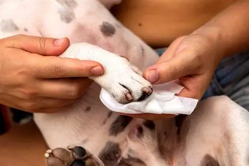 بثور على أقدام الكلاب (جواب بيطري): العلاج ، أسباب & الوقاية