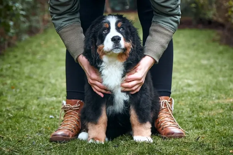 O Bernese Mountain Dog é bom para um dono de cachorro pela primeira vez? Prós, Contras & Fatos