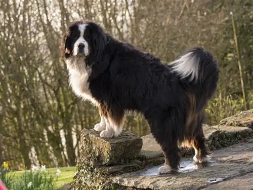 ბერნის მთის ძაღლის ჯიში: ინფორმაცია, ტემპერამენტი & თვისებები