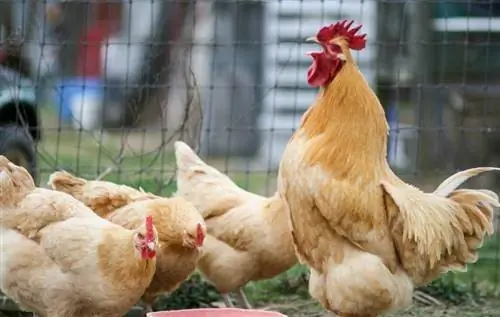 Quant & Amb quina freqüència alimentar els pollastres? Taula d'alimentació & Guia