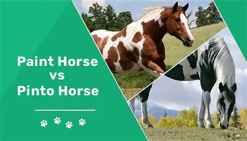 סוס פינטו לעומת סוס צבע: מה ההבדל? (עם תמונות)