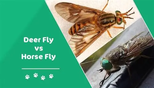 Deer Fly vs Horse Fly: wat is het verschil? (Met foto's)