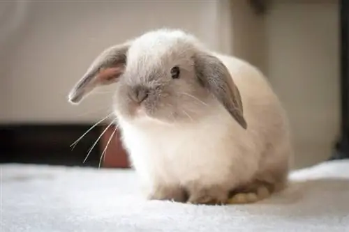 Mini Lop Rabbit: Faktat, elinikä, käyttäytyminen & Hoito (kuvien kanssa)