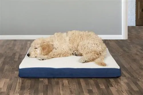 9 เตียงสุนัขราคาประหยัดที่ดีที่สุดราคาต่ำกว่า 25 ดอลลาร์ในปี 2023 – รีวิว & ตัวเลือกยอดนิยม