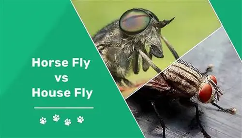 Horse Fly va House Fly: asosiy farqlar (rasmlar bilan)