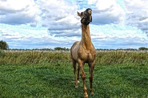 Кескін