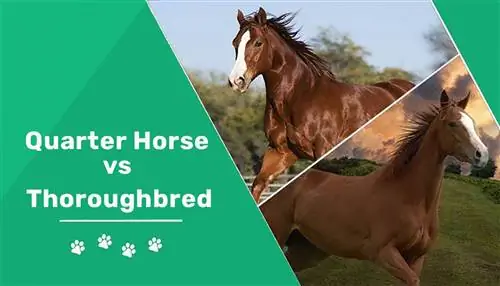 მეოთხედი ცხენი vs Thoroughbred: შესამჩნევი განსხვავებები (სურათებით)
