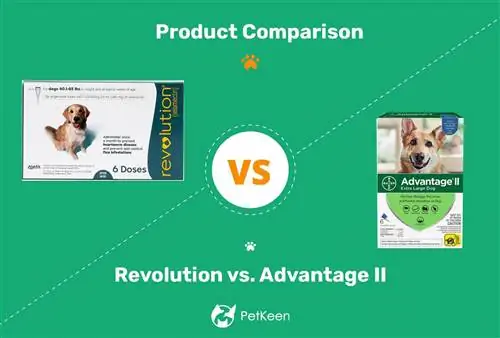 Revolution vs Advantage II Flea Treatment (Vet Answer)