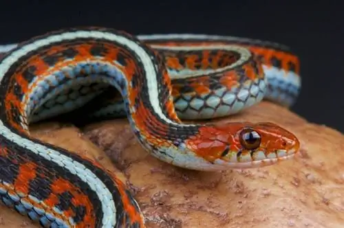 Ilinoisā atrastas 12 čūskas (ar attēliem)