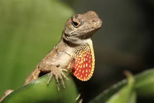 Brown Anole: Facts, Diet & Care Guide (Сүрөттөр менен)