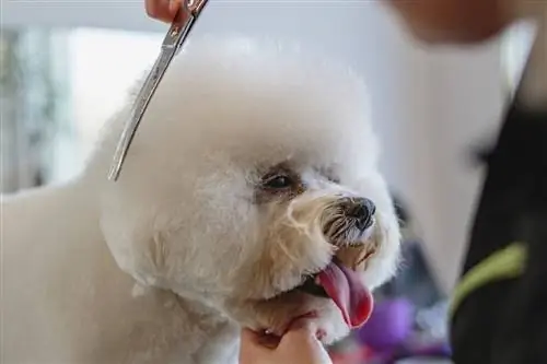 Колко струва подстригването на кучета в Австралия? (Ръководство за цените за 2023 г.)