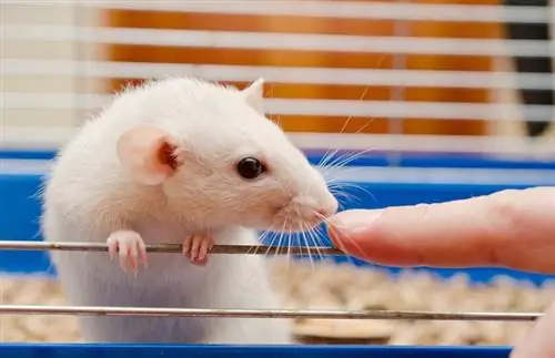 Jak se starat o krysu: List péče & Průvodce 2023