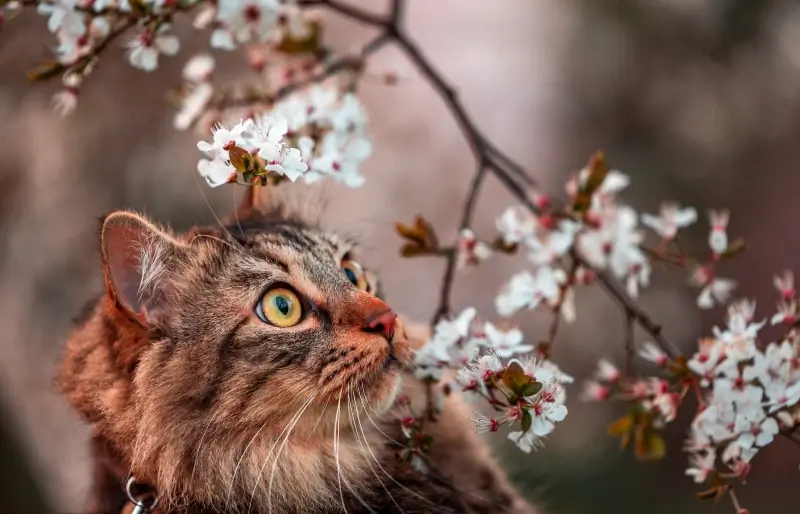 Может ли у кошек быть аллергия на пыльцу? (Ответ ветеринара)