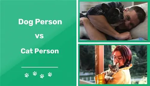 Persoană câine vs. Persoană pisică: diferențele psihologice explicate
