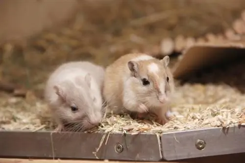 Quant de temps poden passar els ratolins de les mascotes sense menjar & Aigua? La Resposta Interessant