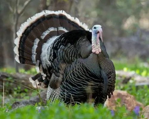 8 Myths and Misconceptions about Turkeys