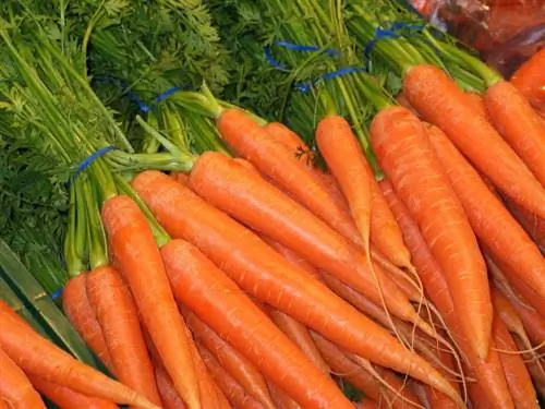Kan möss äta morötter (rå & kokta)? Vad du behöver veta