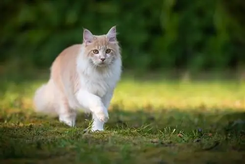 Informació sobre la raça del gat Maine Coon: imatges, temperament & Trets