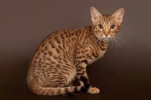 Ocicat Cat порода жөнүндө маалымат: Сүрөттөр, Темперамент & Белгилери