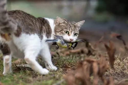Ի՞նչ են ուտում վայրի կատուները վայրի բնության մեջ: (Ամբողջական ուղեցույց)