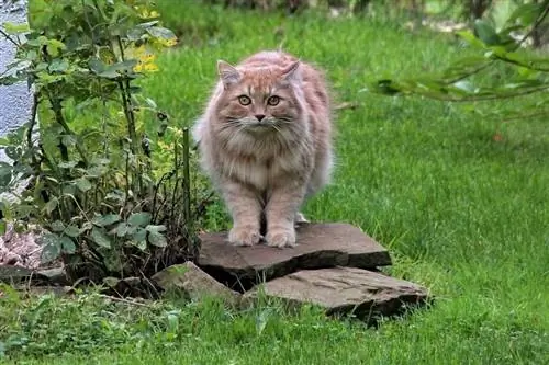 Informació sobre la raça del gat siberià: imatges, temperament & Trets