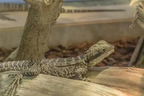 Leopard Gecko có thể nhịn ăn trong bao lâu? Thông tin và lời khuyên về loài bò sát