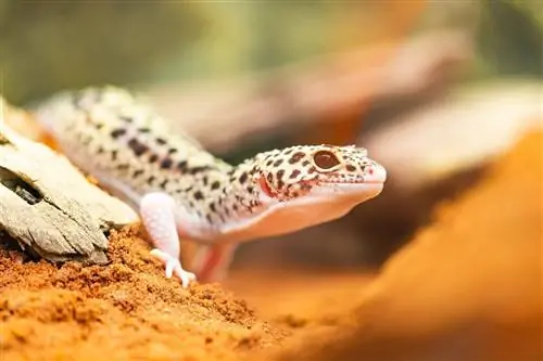 Леопардовые гекконы ведут ночной образ жизни? Факты о рептилиях &